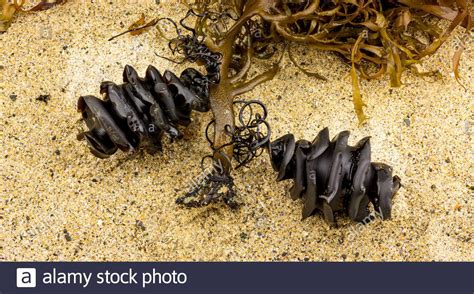 Shark egg case hi-res stock photography and images - Alamy