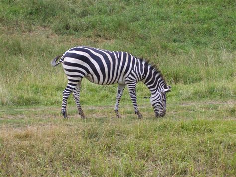 Fichier:Plains Zebra.jpg — Wikipédia