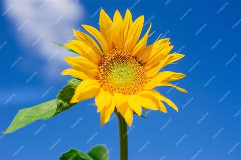 Premium Photo | Beautiful landscape with sunflower field over blue sky ...