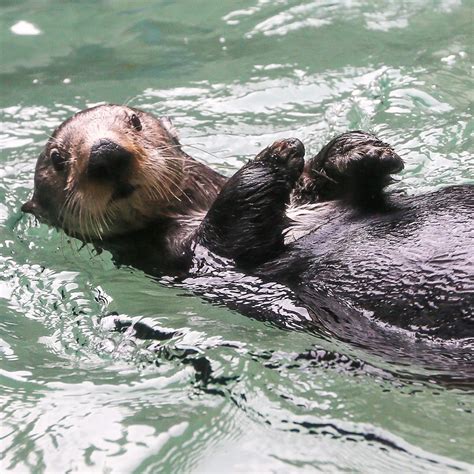 Seattle Aquarium - Seattle Area Attractions