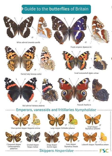 Embedded image Butterfly Identification, Bug Identification, British Birds Identification ...