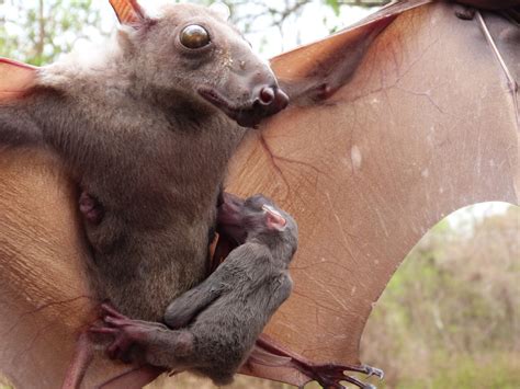 Hammer-headed fruit bat (Bats of Ivory Coast) · iNaturalist