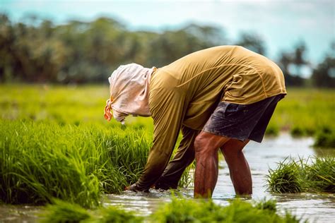 DA National Rice Program continues to provide aid to cushion expensive ...