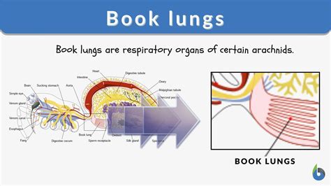 Spider Book Lungs