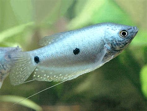 Aqua Fanatic: Blue Gourami - Profile