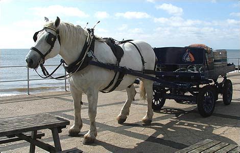 BBC - Suffolk - In Pictures - Southwold dray horse gallery