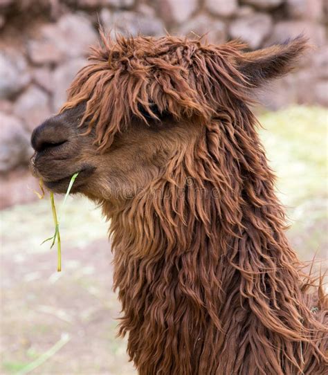 Peruvian Llama. Farm of Llama,alpaca,Vicuna in Peru,South America. Andean Animal Stock Image ...