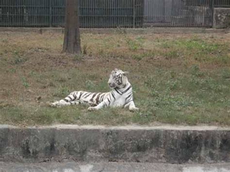 Delhi Zoo - Delhi