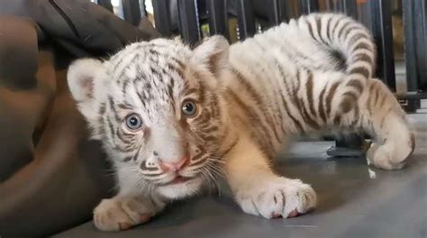 Playful Moments with Beautiful White Tiger Cubs