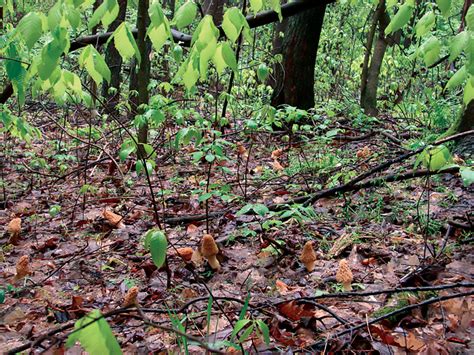 Hunting Morel Mushrooms - Arkansas Outdoor Country Magazine