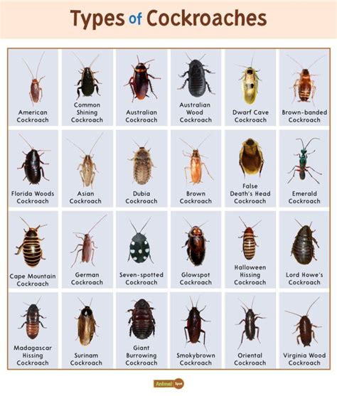 Cockroach Facts, Types, Diet, Reproduction, Classification, Pictures