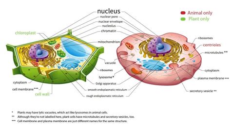 Do Plants Have A Plasma Membrane - Plants BN