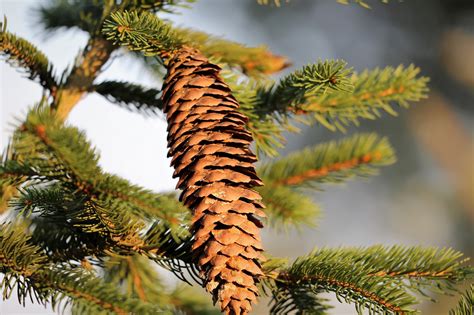 Picea Abies Europeu De Abeto Cone - Foto gratuita no Pixabay - Pixabay