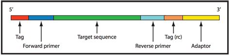 The Guide to Understanding Amplicon Sequencing | Did You Know Science