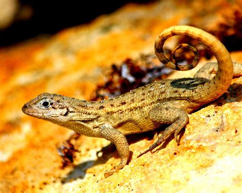 Curly Tail Lizard Photograph by Jacob Klaus