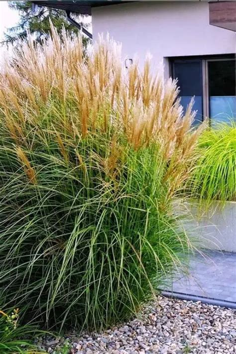 Tall Ornamental Grasses For Privacy Zone 4 / Ornamental grasses are a great addition to any ...