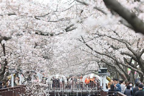 Jinhae Cherry Blossom Festival set for return | ABS-CBN News