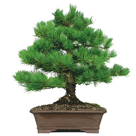 White Pine Bonsai Care Sheet | BonsaiOutlet.com