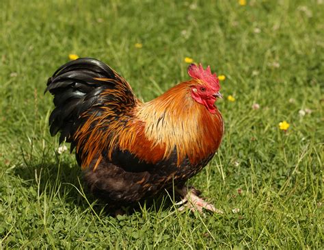 Smooth Or Feathered Leg Bantam :: Olsen's