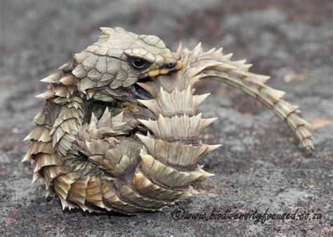 Armadillo Lizard (Ouroborus cataphractus) | Armadillo lizard, Cute ...