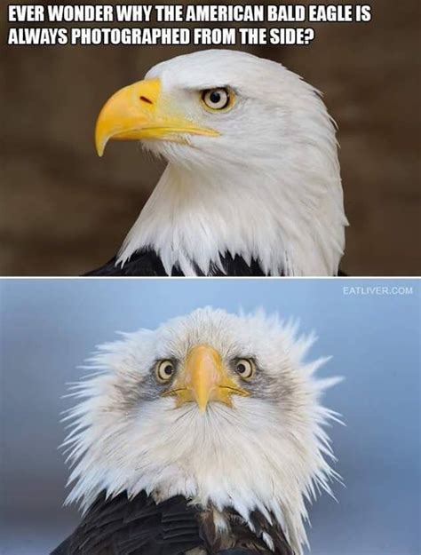 American Bald Eagle - Share It's Funny | Funny animal jokes, Funny animal memes, Cute funny animals