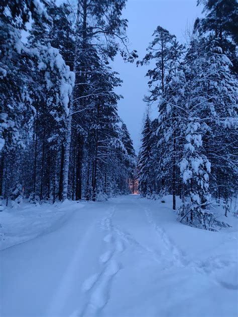 Snowy forest from Finland. : r/winterporn