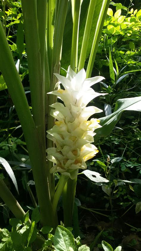 Turmeric flower Turmeric, Flowers, Nature, Plants, Naturaleza, Plant ...