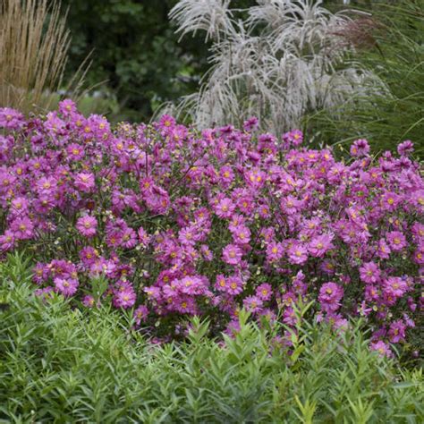 Photo Essay | Perennials for Fall Color | Perennial Resource