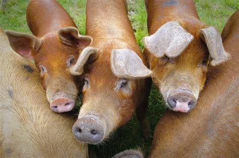 Hampshire Pig, Berkshire Pigs, Marbled Meat, Pig Breeds, Wild Pig ...