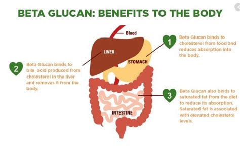 Beta Glucan Benefits - Blog - Undersun Biomedtech Corp