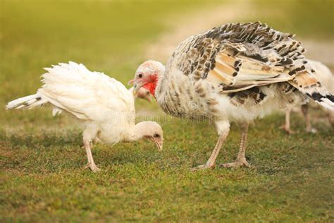 Domestic turkeys stock image. Image of male, food, feathery - 35953113