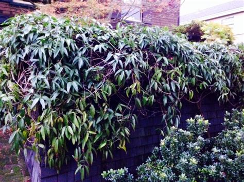 13 Best Evergreen Vine Climbers