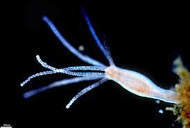 CNIDARIA - LEXI JACK 1ST PEROIOD BIOLOGY