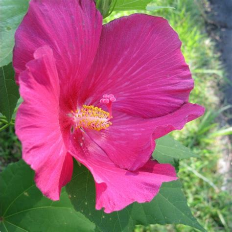 Hibiscus Mutabilis Seeds (Confederate Rose Seeds, Cotton Rose Seeds ...