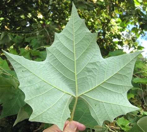 Mexican Sycamore - Platanus mexicana - UF/IFAS North Florida Research ...