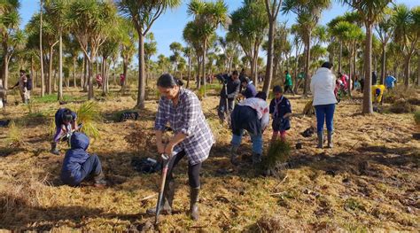 One billion trees planting programme | Te Uru Rākau – New Zealand Forest Service | NZ Government