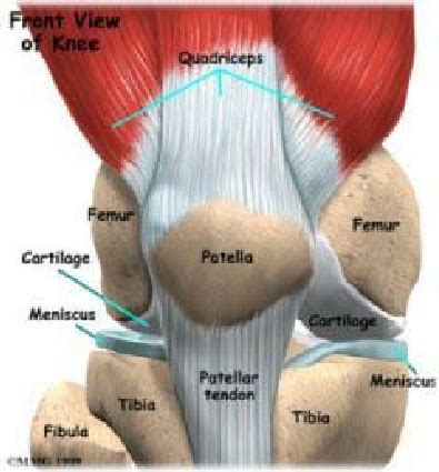 Muscle Diagram Front View - Blogger Lagi