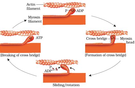 Locomotion and Movement - Notes | Class 11 | Part 2: Mechanism of Muscle Contraction