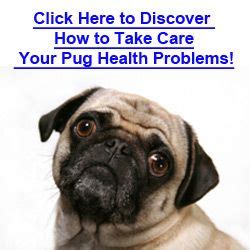 The 6 Common Pug Eye Problems That Every Owner Should Be Aware Of | Eye problems, Pugs, Pug ...