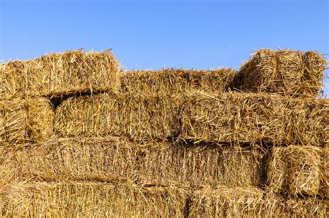 Round Hay Bales: Why They’re Round, Uses, and Cost