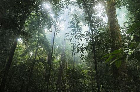 Clima de Selva: [Concepto, Características, Flora, Fauna y Temperatura]