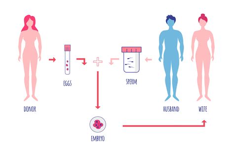 Egg Freezing Procedure in India