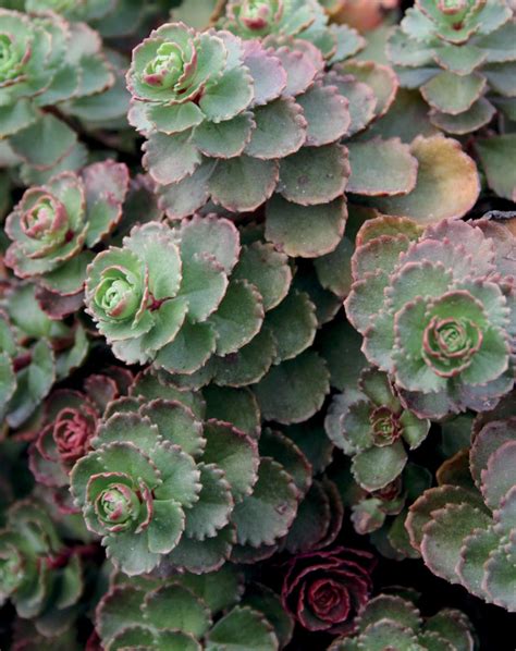 Dragon's Blood - Stonecrop - Sedum spurium | Proven Winners