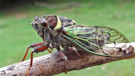 2024 cicada brood map shows where cicadas will emerge in spring