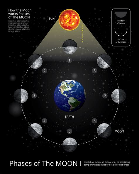 Movements of the Moon Phases Realistic Vector Illustration 538243 ...