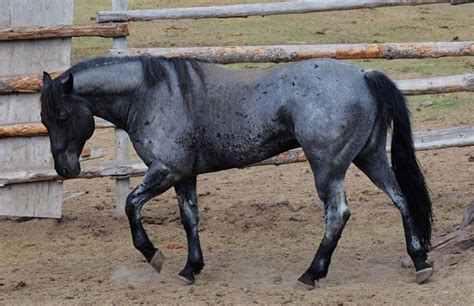 50 Blue Roan Horse Names | Blue roan horse, Horses, Blue roan