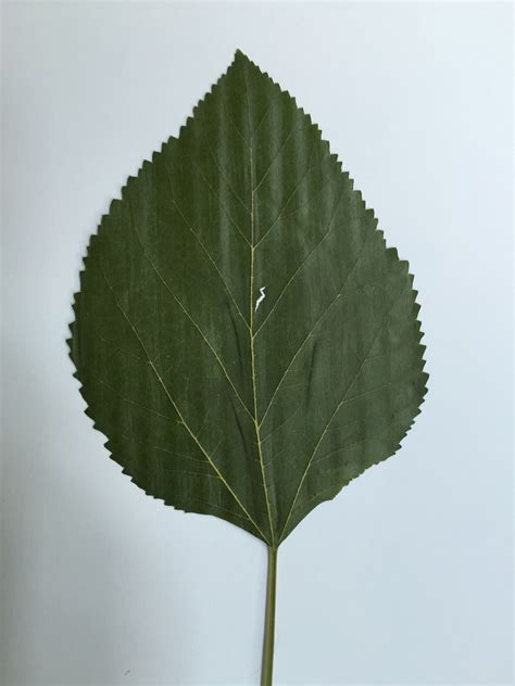 Red Mulberry - Leaf | Plant leaves, Mulberry leaf, Leaves