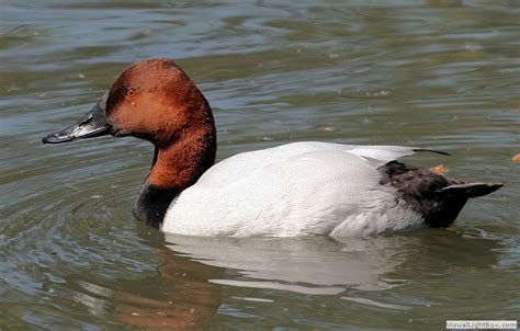 Identify types of Diving Ducks - Wildfowl Photography - Photos of Diving Ducks.