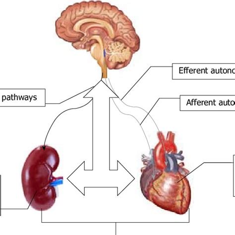 Afferent Vs Efferent