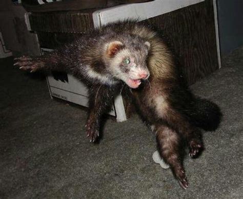 Acting crazy | Ferret, Funny ferrets, Cute animals